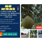 (GÁP) Bán vườn bưởi 4000m2 tại Long Bình Điền Chợ Gạo đường xe tải 3,5 tấn Chỉ 3,6 Tỷ